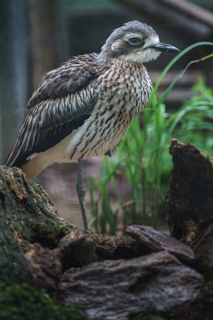 Burhinus caudatus is a large wading bird in the Burhinidae family.の写真素材