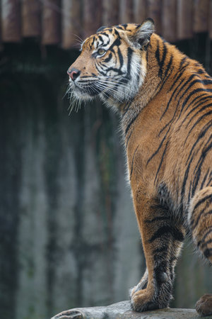 Siberian Tiger, Panthera tigris altaicaの写真素材
