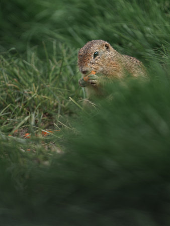 European ground squirrel, Spermophilus citellus, single mammal in grass, UK