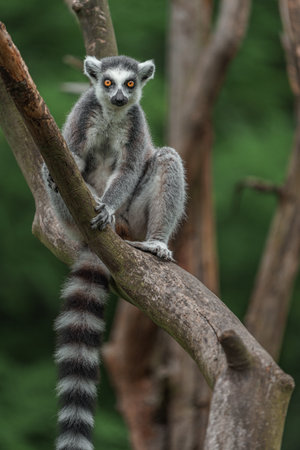 Ring-tailed lemur (Lemur catta) sitting on a branch