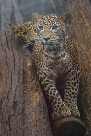 Leopard cub playing with his mother on a tree in the zooの写真素材