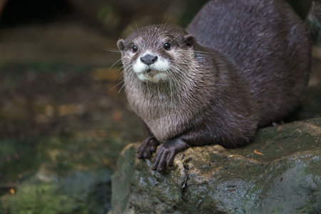 Asian small-clawed otter (Lutra lutra)の写真素材