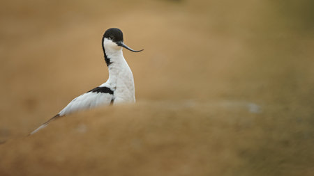 Pied avocet, Recurvirostra avosetta, single bird in water, South Africaの写真素材