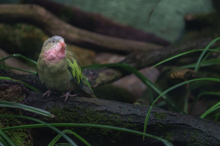 parrot in the zoo, bird in the zoo, bird in the zoo