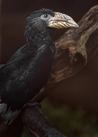Hornbilled Hornbill - Bucorvus leadbeateri