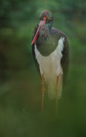 Black necked stork, Ciconia nigra, single bird on grass, UKの写真素材