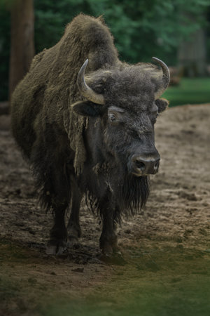European bison (Bison bonasus). Wild life animal.の写真素材