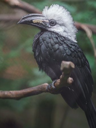 Hornbills are large birds of the order Bucorvus.の写真素材