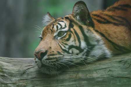 Sumatran Tiger (Panthera tigris altaica)の写真素材