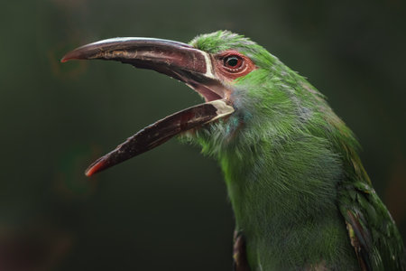 Close-up of a green toucan with open beak looking at cameraの写真素材
