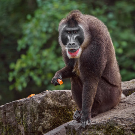 Portrait of a male mandrill (Mandrillus sphinx)の写真素材