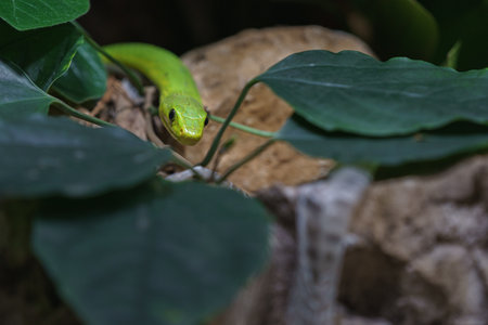 Green pit viper (Naja sp.) in natural habitat.の写真素材