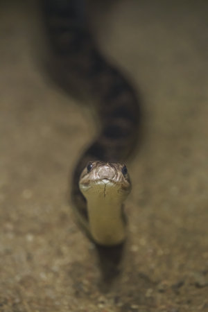 Close-up of cobra snake in the water. Selective focus.の写真素材