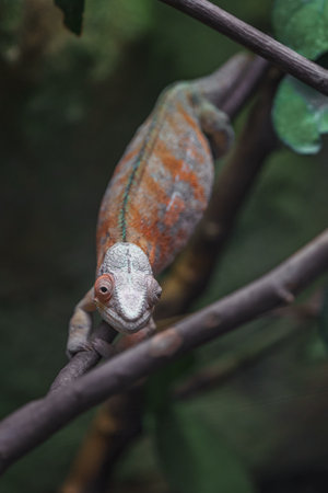 Chameleon on a branch in the forest, Chamaeleo calyptratusの写真素材