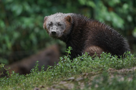 Wolverine, Wolverineidae, single mammal on grass, Brazilの写真素材
