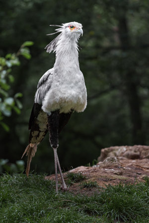Secretary bird (Sagittarius serpentarius) standing on a rockの写真素材