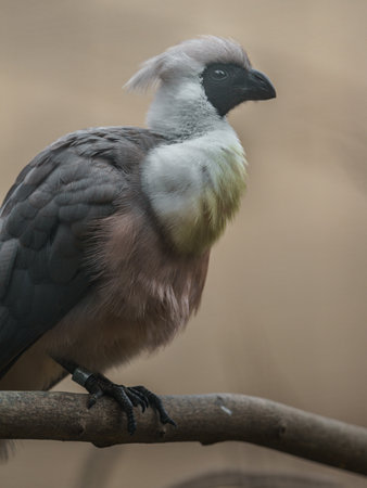 African vulture (Gypaetus africanus) portrait
