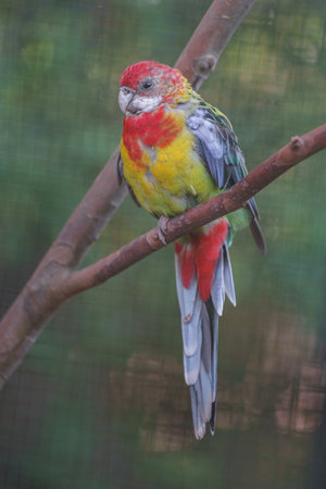 Red-and-yellow macaw (Araucaria rufescens)