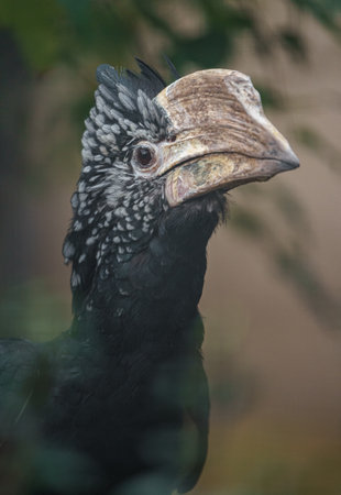 Southern Ground Hornbill - Bucorvus leadbeateriの写真素材