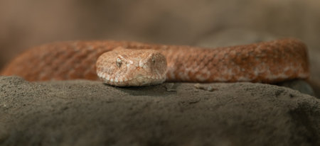 Close-up of a venomous rattlesnake (Naja sp.)の写真素材