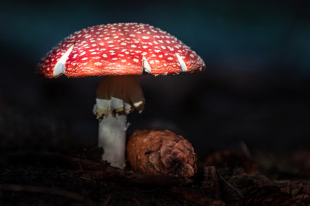 Fly agaric (Amanita muscaria) in the forestの写真素材
