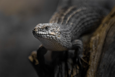 Close-up portrait of a lizard on a tree branch. Animalの写真素材