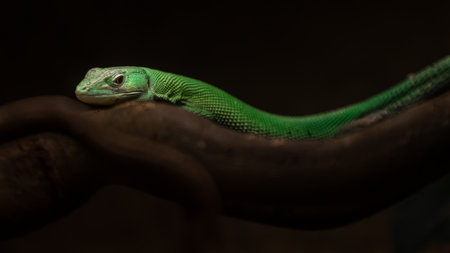 Green lizard on a branch in a dark room. Green lizard.の写真素材
