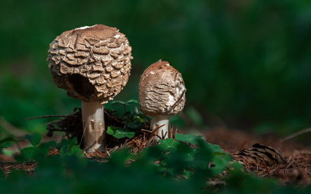 Macrolepiota procera mushrooms growing in the forest.の写真素材