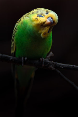 Budgerigar sitting on a branch, close-upの写真素材