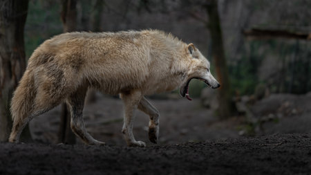 Gray wolf (Canis lupus) in the forest.の写真素材