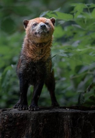 Close up portrait of a mongoose standing on a tree stumpの写真素材