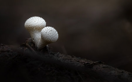 Puffball mushrooms (Lycoperdon perlatum)の写真素材