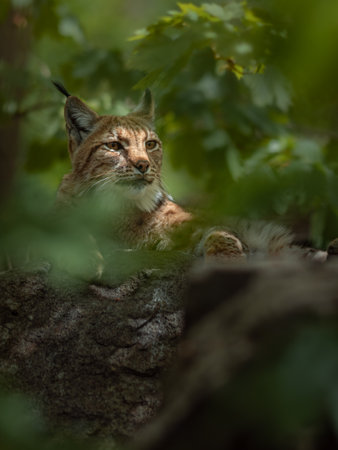 Eurasian lynx (Lynx lynx) in the forestの写真素材