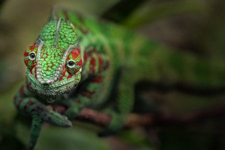 Close up of a veiled chameleon, Furcifer pardalisの写真素材