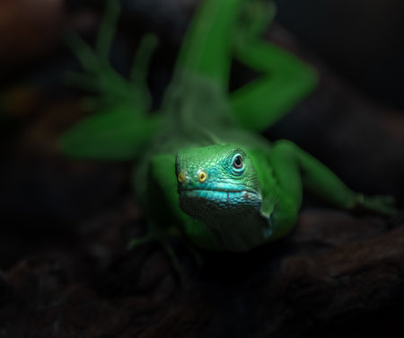 Close up of a green lizard sitting on a tree branch in the forestの写真素材