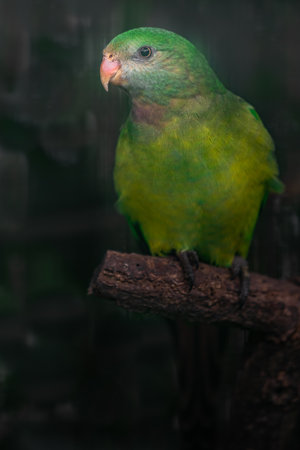 Green parrot sitting on a branch in a cage, close-up