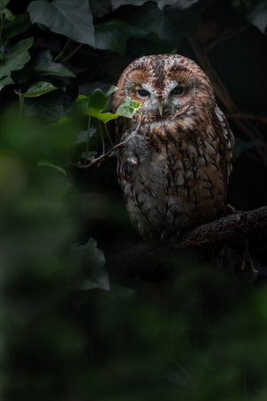 Tawny Owl (Strix aluco) in the forestの写真素材