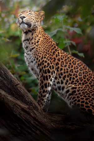 Leopard (Panthera pardus) in the wildの写真素材