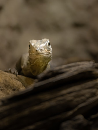 Close up of a lizard sitting on a tree trunk with blurred backgroundの写真素材