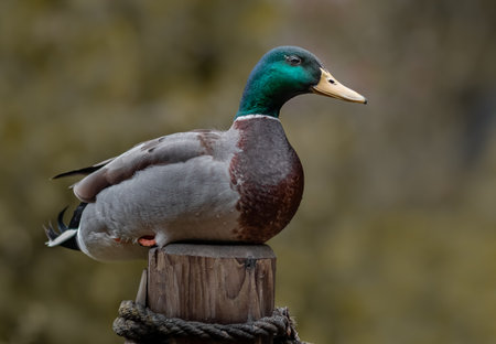 Mallard duck sitting on a wooden post in the park.の写真素材