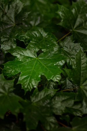 Green ivy leaves on a dark background. Shallow depth of fieldの写真素材