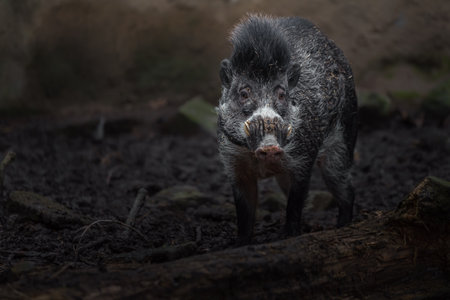 Wild boar, Sus scrofa, single mammal on ground, Germanyの写真素材