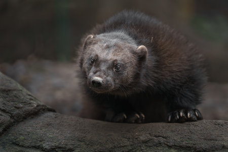 Wolverine (Wolverine xylocerus)の写真素材