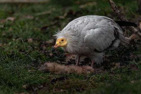 Egyptian Vulture (Gypaetus africanus)の写真素材