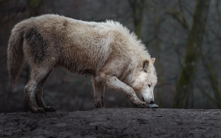 White wolf (Canis lupus lupus) in the forestの写真素材