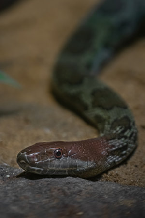 snake on the rock in the zoo, closeup of photo