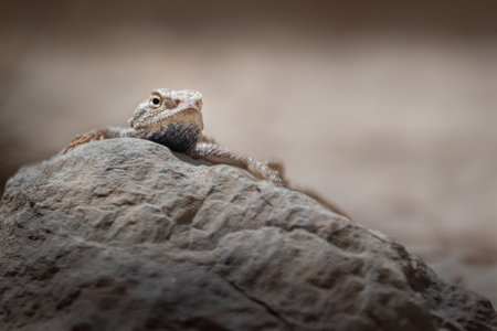 Bearded Dragon, Pogona vitticeps, resting on a rock
