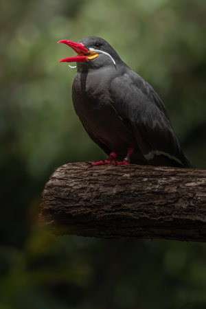 Red-billed tern, Ceratotherium rufescens, single bird on branch, Brazilの写真素材