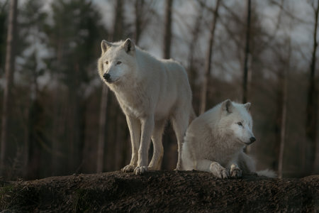 Two white wolves standing on a rock and looking at each other.の写真素材