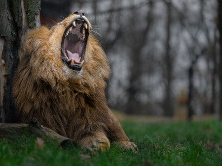 Lion yawning in the park. Wildlife scene from nature.の写真素材